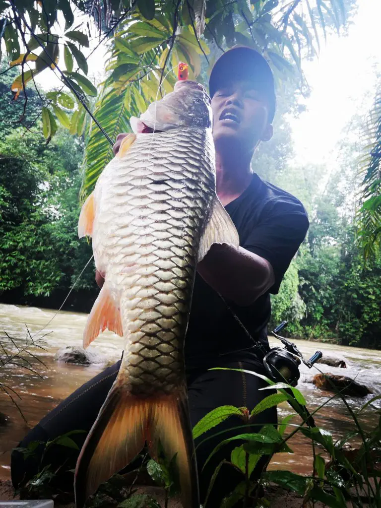 Sungai raia simpang pulai perak fishing location in malaysia